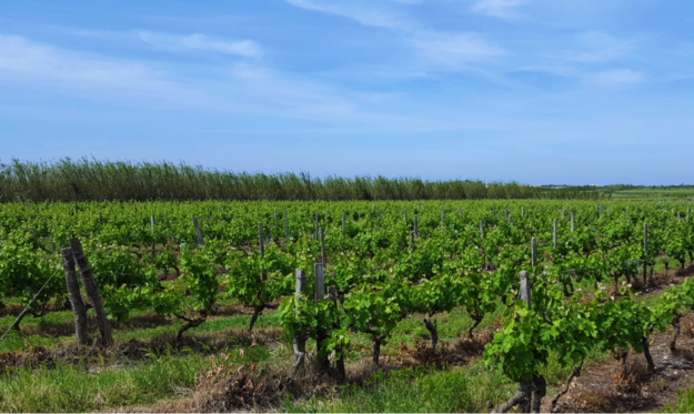vinos tintos Viñedos la mancha