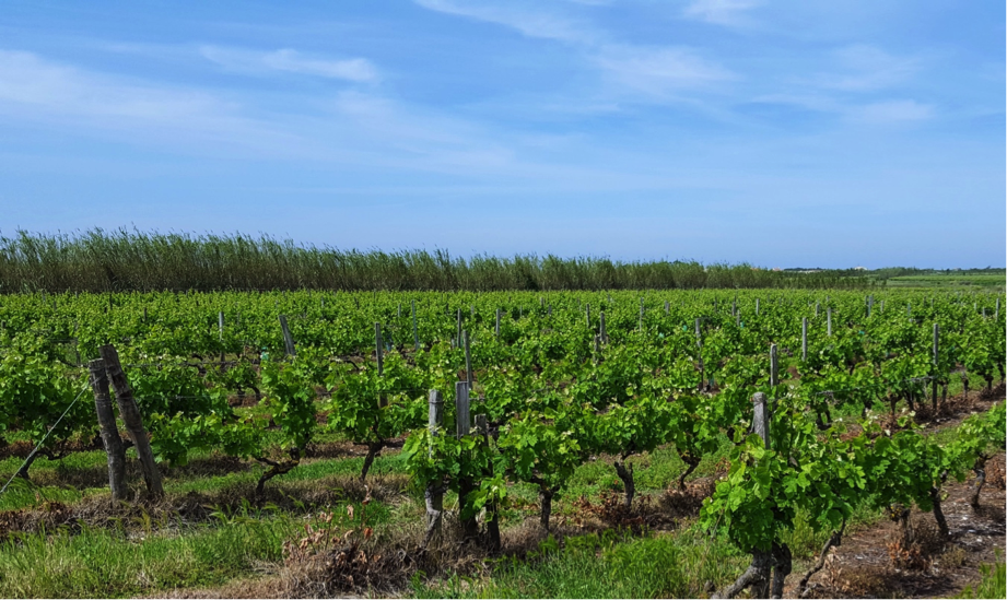 vinos tintos Viñedos la mancha
